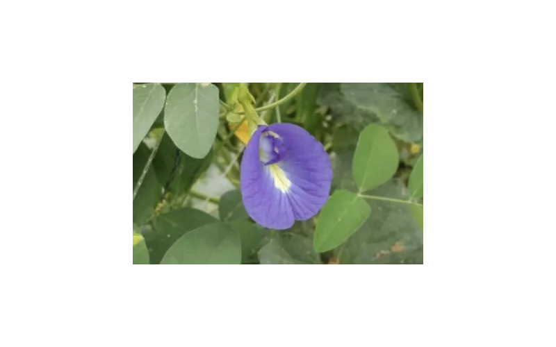 식용불가 '나비완두콩 꽃' 사용 음료 섭취하지 마세요!