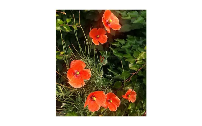 꽃차를 섭취하기 전에 먹을 수 있는 꽃인지 확인하세요.