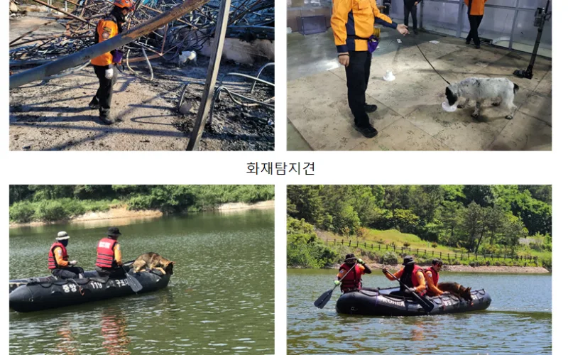 인명구조견 올 한해 생존자 16명 구조