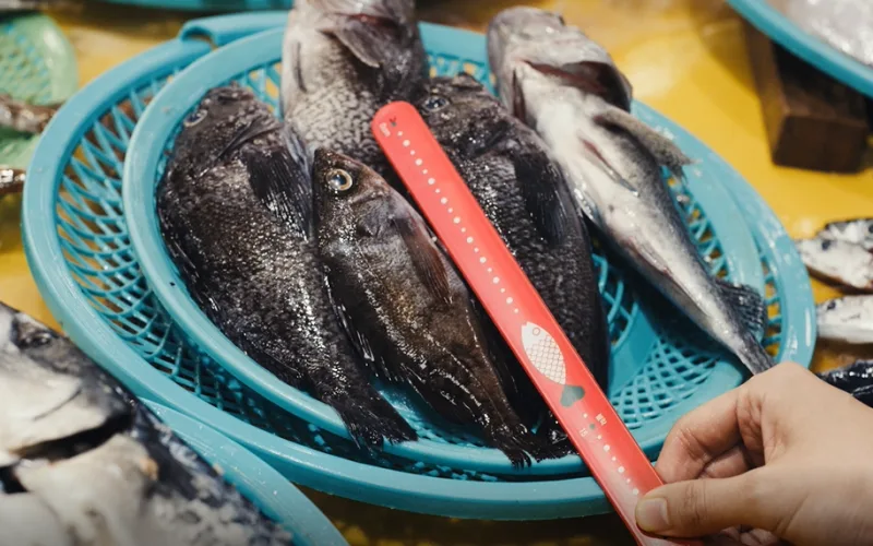 어린물고기(치어, 稚魚)는 사지도, 먹지도 마세요! - 소비자 대상으로 치어럽(치어+up, 치어+love) 캠페인 확대 추진 -